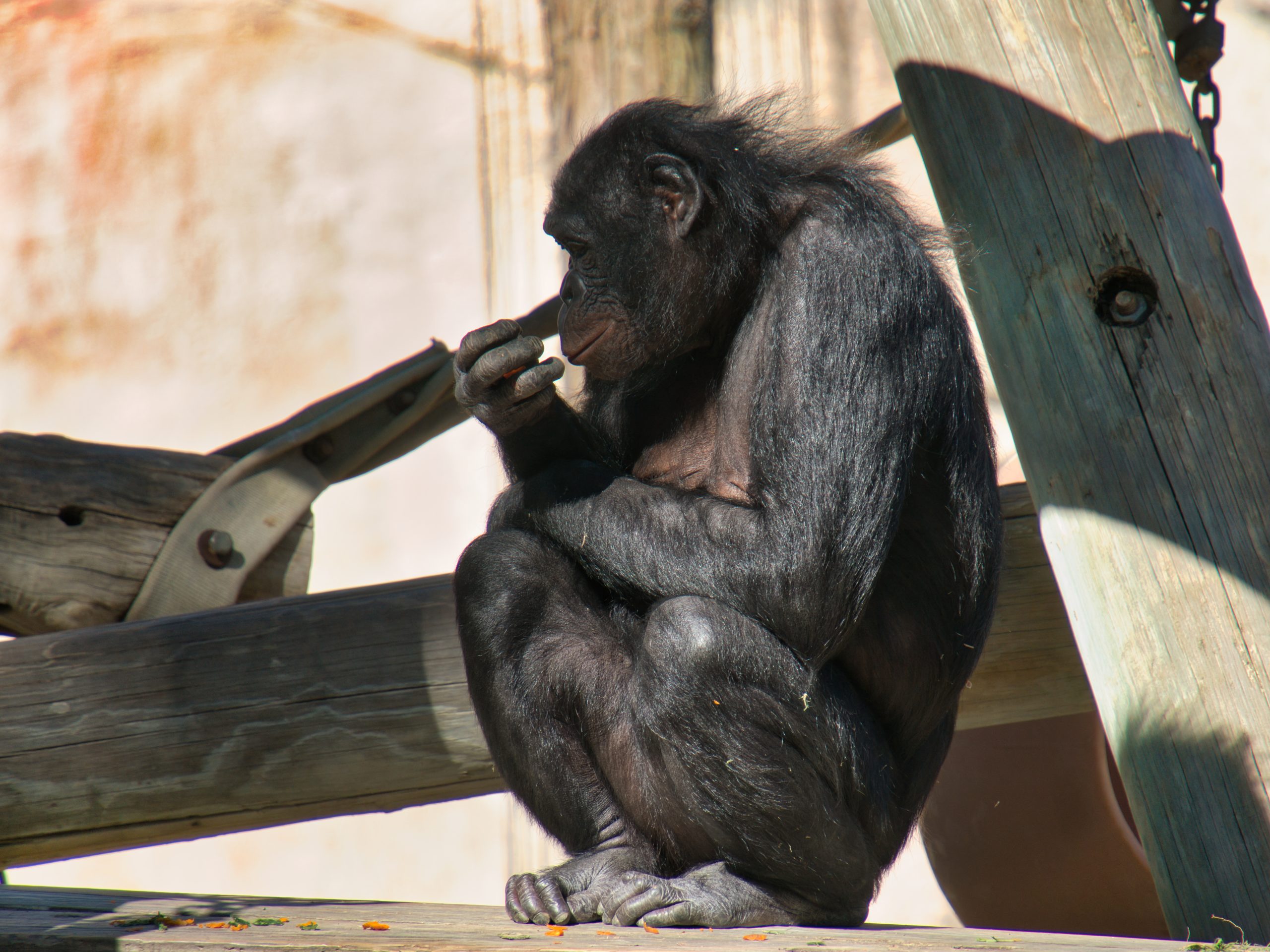 Day at the zoo, 3/19/26. Sony a6300 with Tamron 18-200mm.
