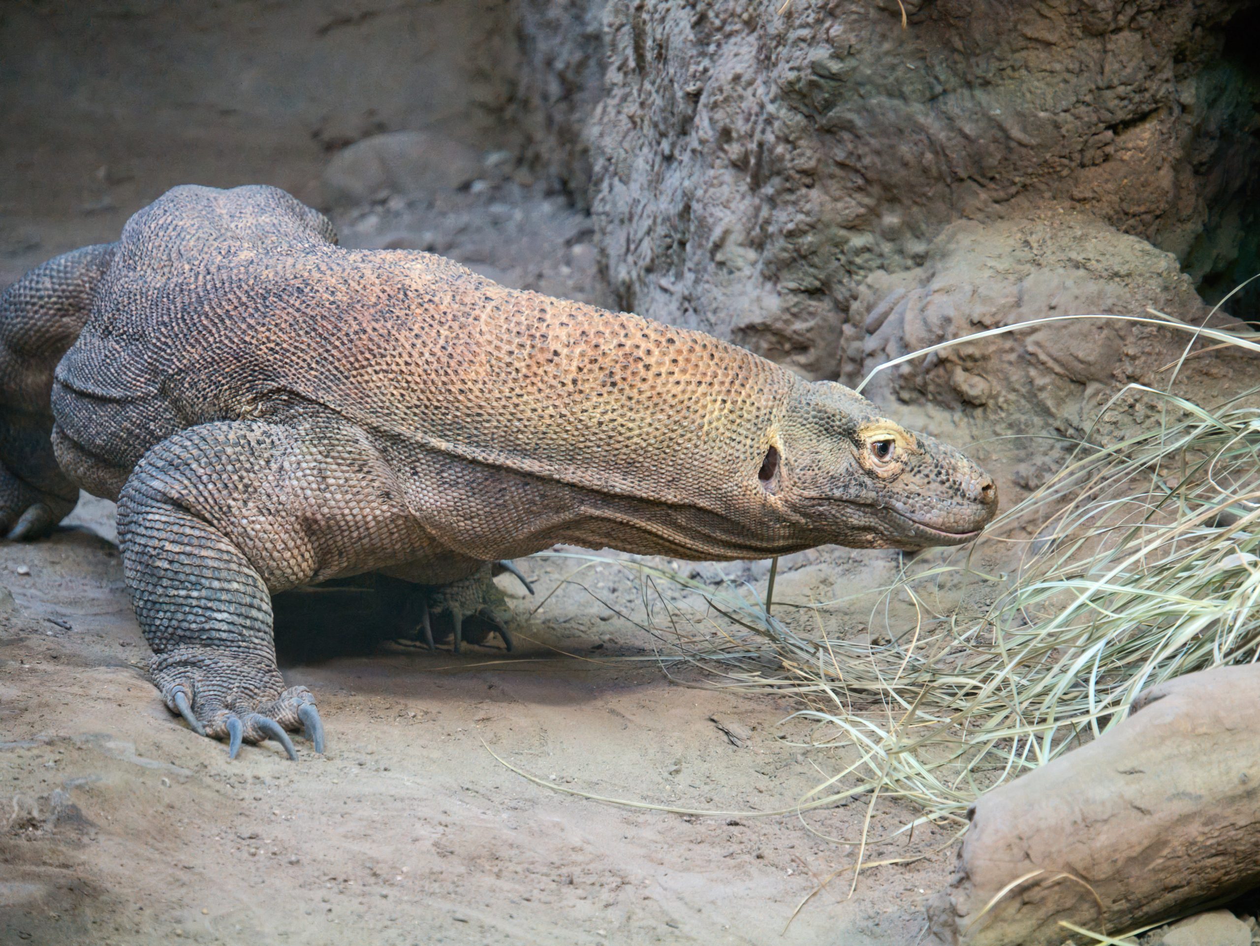 Day at the zoo, 3/19/26. Sony a6300 with Tamron 18-200mm.